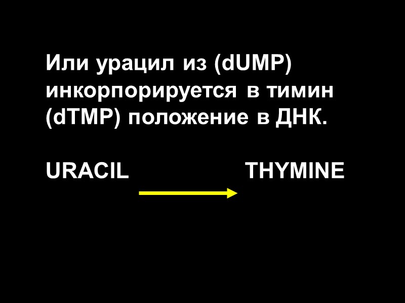 Или урацил из (dUMP) инкорпорируется в тимин (dTMP) положение в ДНК.   